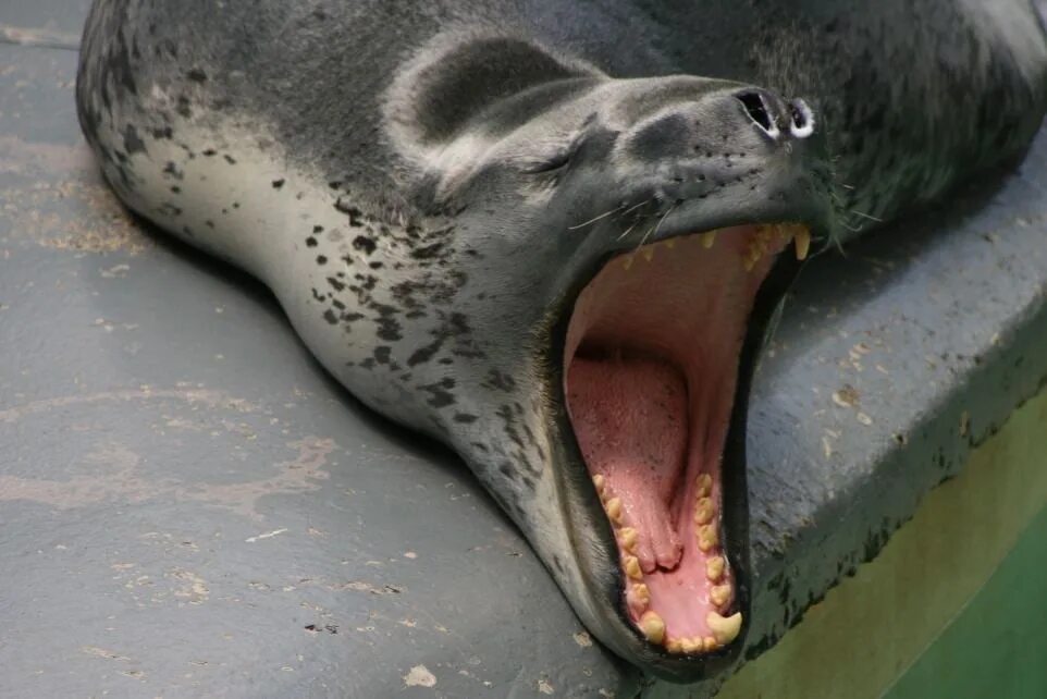 Пасть синоним. Морской леопард и тюлень крабоед. Ластоногие морской леопард. Тюлень-крабоед. Морской леопард и морж.