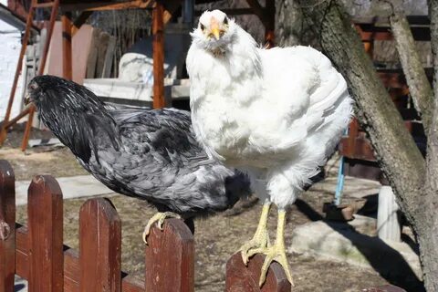 Кура амераукана