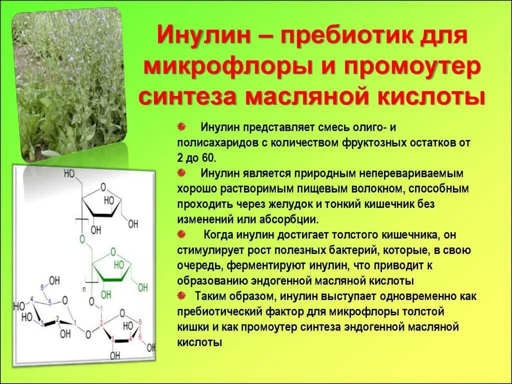 Что такое инулин простыми словами. Инулин. нулин. инулин для детей. инулин полисахарид.