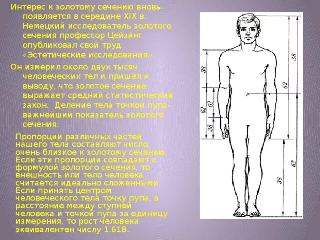 Образовательного центра золотое сечение. Цейзинг золотое сечение. пропорции фигуры золотого сечения. золотое сечение тело человека. золотое сечение внешность.