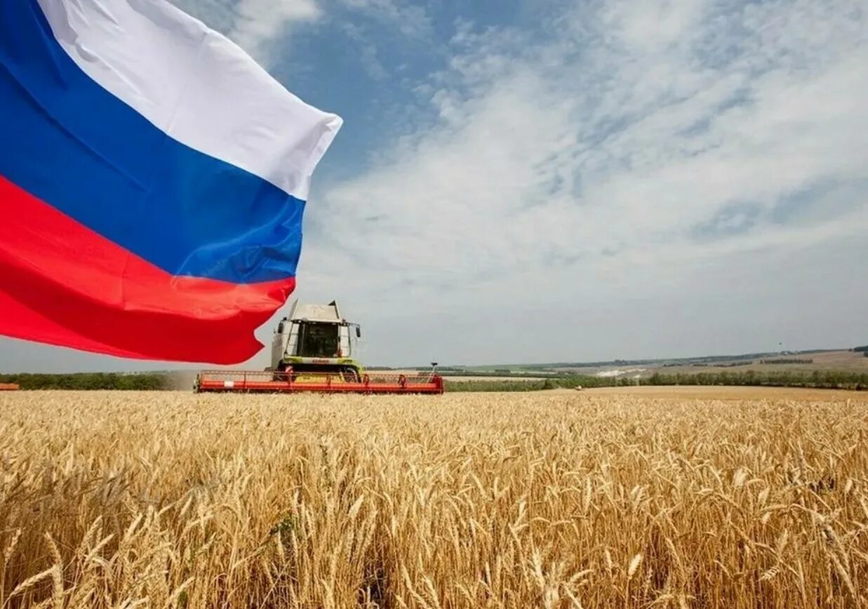 Сельское хозяйство России. Аграрный сектор России. Сельское хоязство Росси. Агропромышленный комплекс