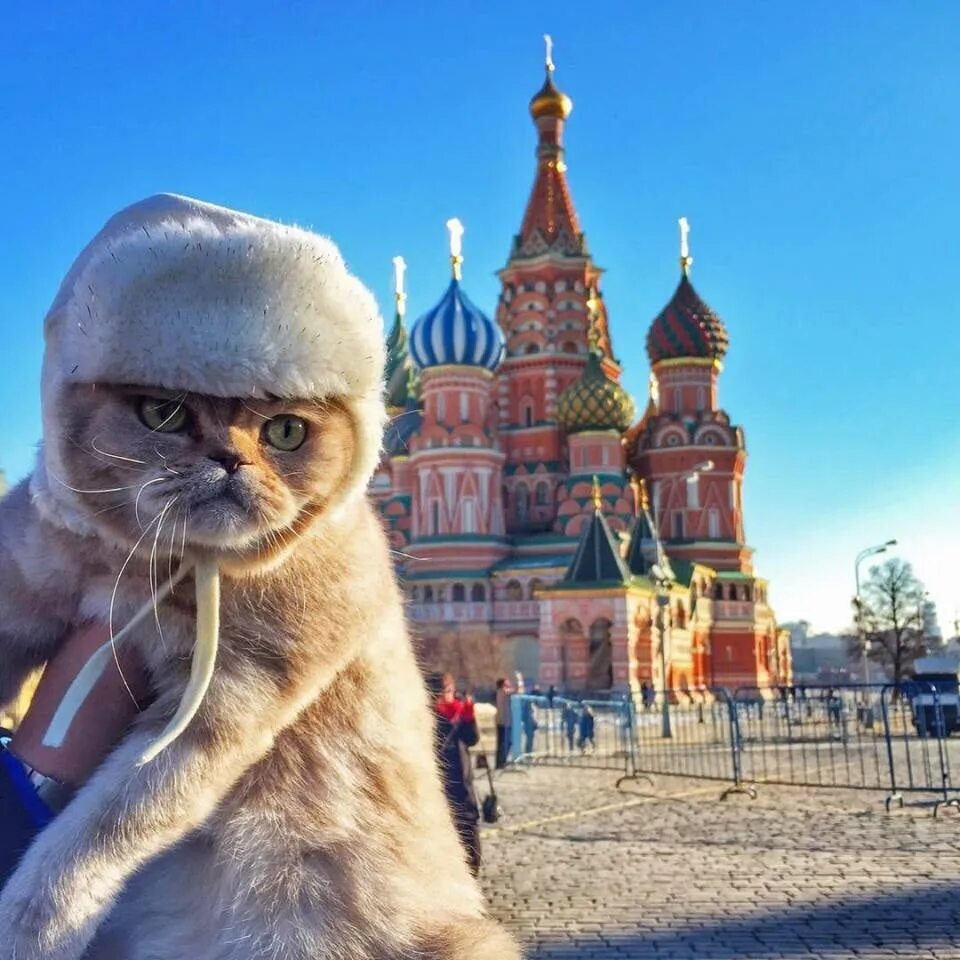 Москва веселая 2. Кошки России. Китик на красной площади. Кот на красной площади. Животные на красной площади.