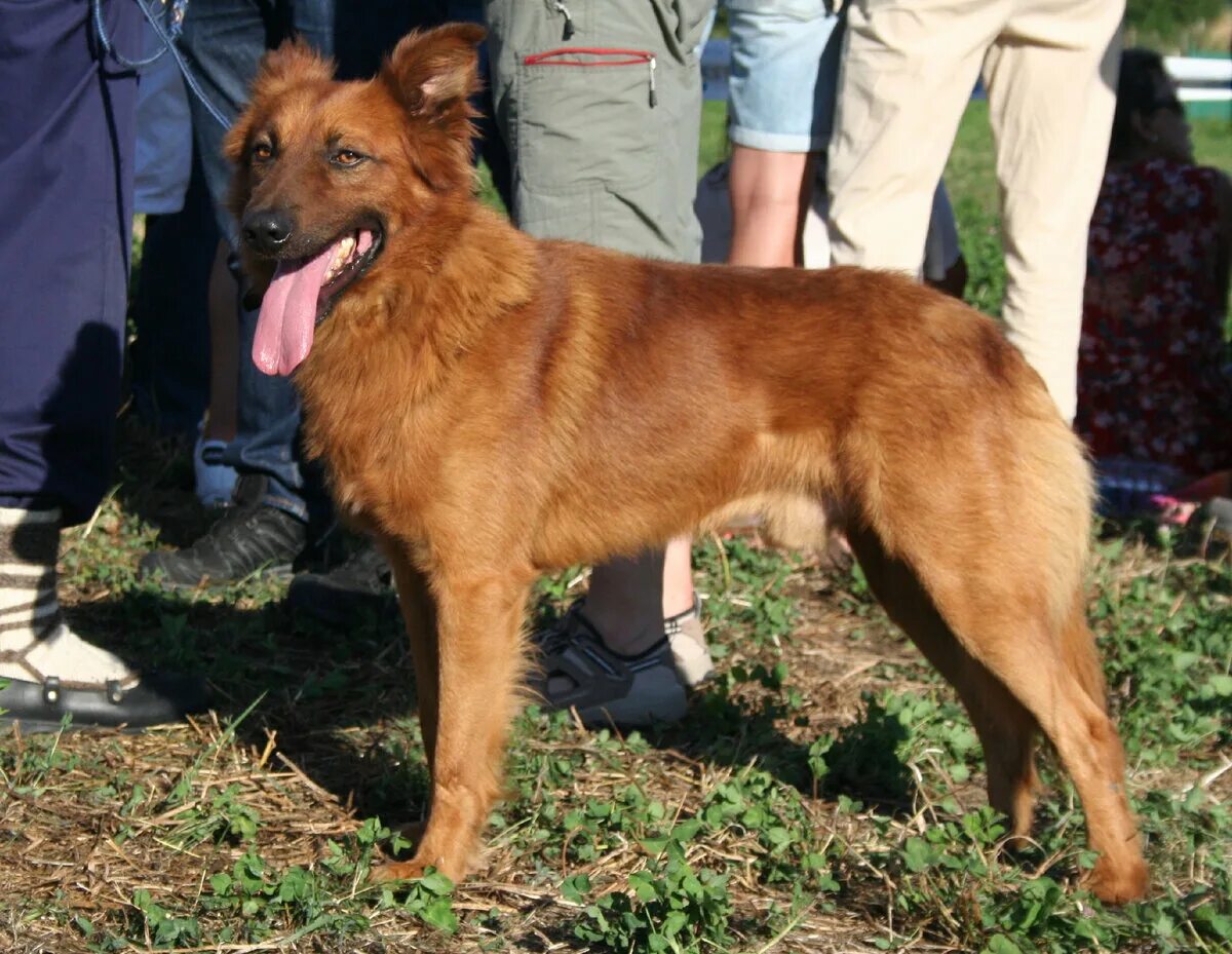 Romanian Bucovina Shepherd Dog FCI Standard No 357 on Vimeo