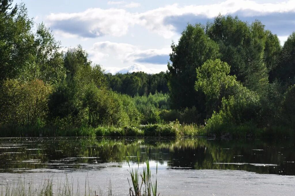 Красивый дикий пруд. Дикий пруд в саду. Дикие водоемы. Леса и поймы реки. Дикий водоем.