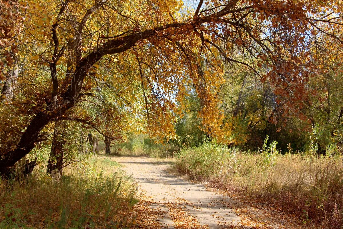 солнечное затмение 2022 в хмао. лунное затмение кровавая луна. солнечное затмение 2023. октябрьское солнышко. сухой солнечный октябрь.