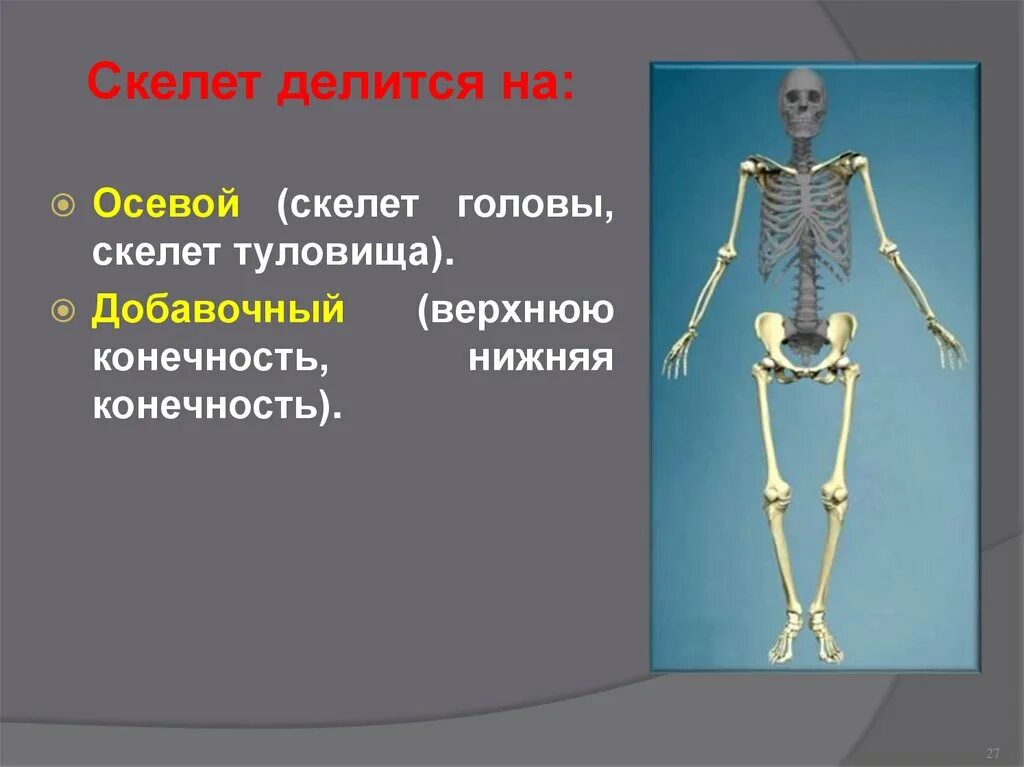 Скелет делится на. Осевой скелет. Скелет человека делится на. Части скелета осевой и добавочный. К внутреннему скелету относятся