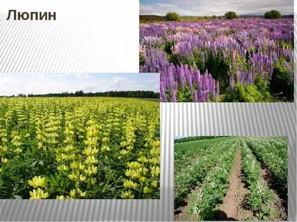 Кормовая культура 7
