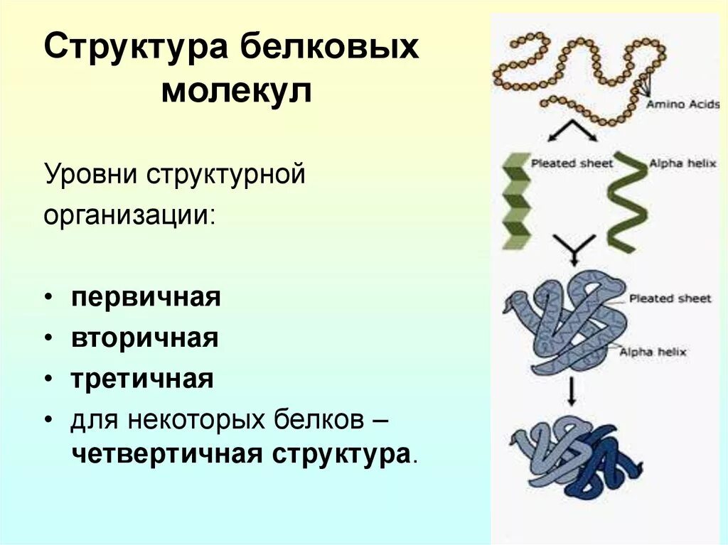 Пример первичного белка. Первичная структура белковых молекул. Структура белка строение белковой молекулы. Белок первичная структура вторичная третичная. Структуры молекулы белка первичная вторичная третичная.