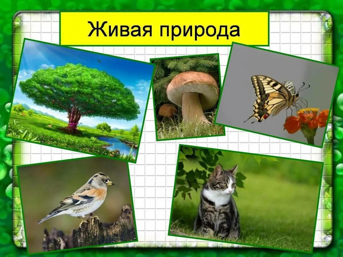 Живая природа 7 класс