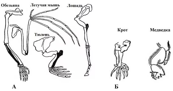 Ласты кита и роющие конечности крота. Строение скелета конечностей крота. Конечности хордовых гомологи. Строение передней конечности летучей мыши. Гомологичные органы у животных.
