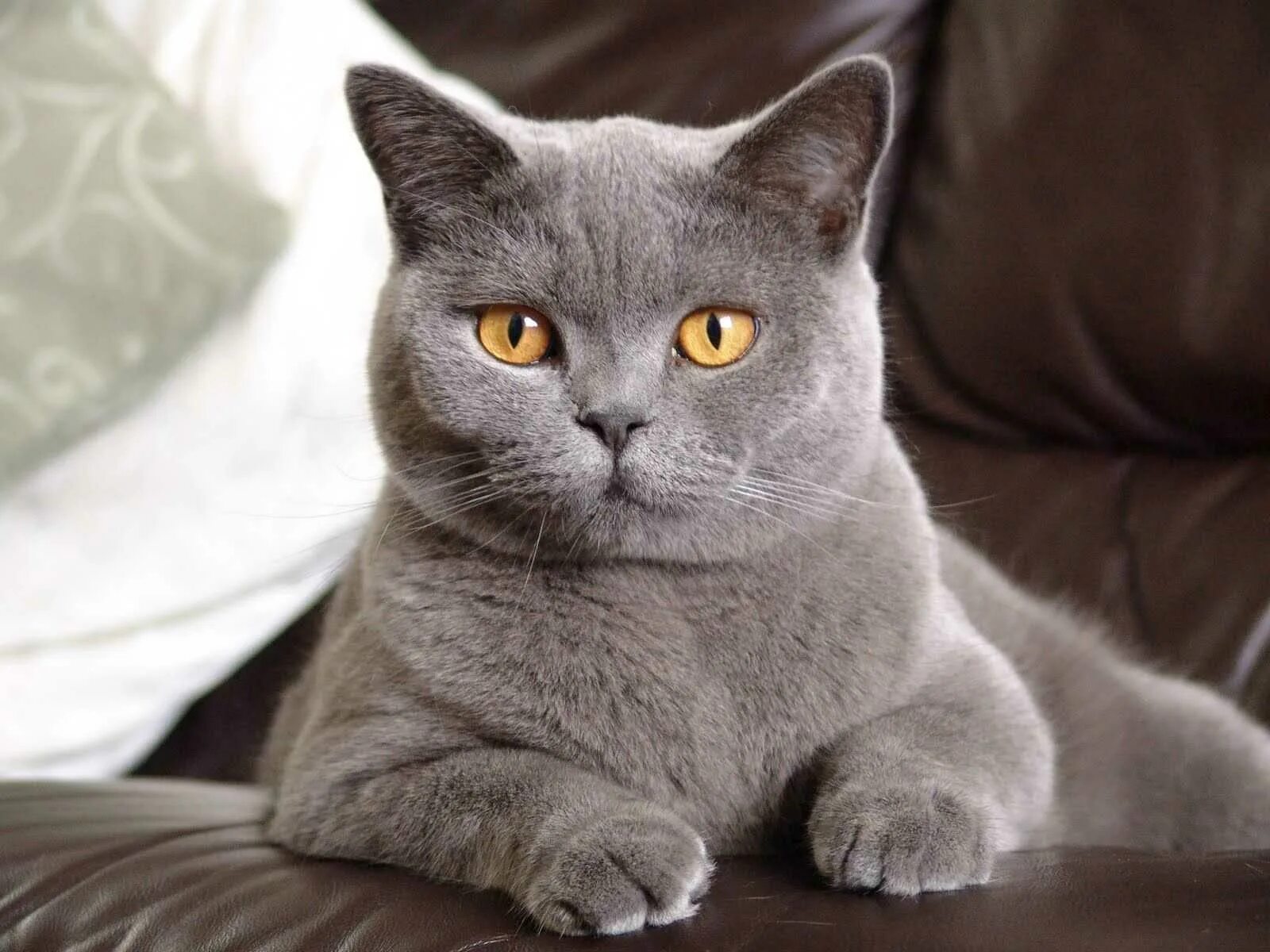 Породы кошек серая британская. Британский короткошерстный кот. Британский гладкошерстный кот. Британский короткошерстный кот серый. Британка короткошёрстная кошка.
