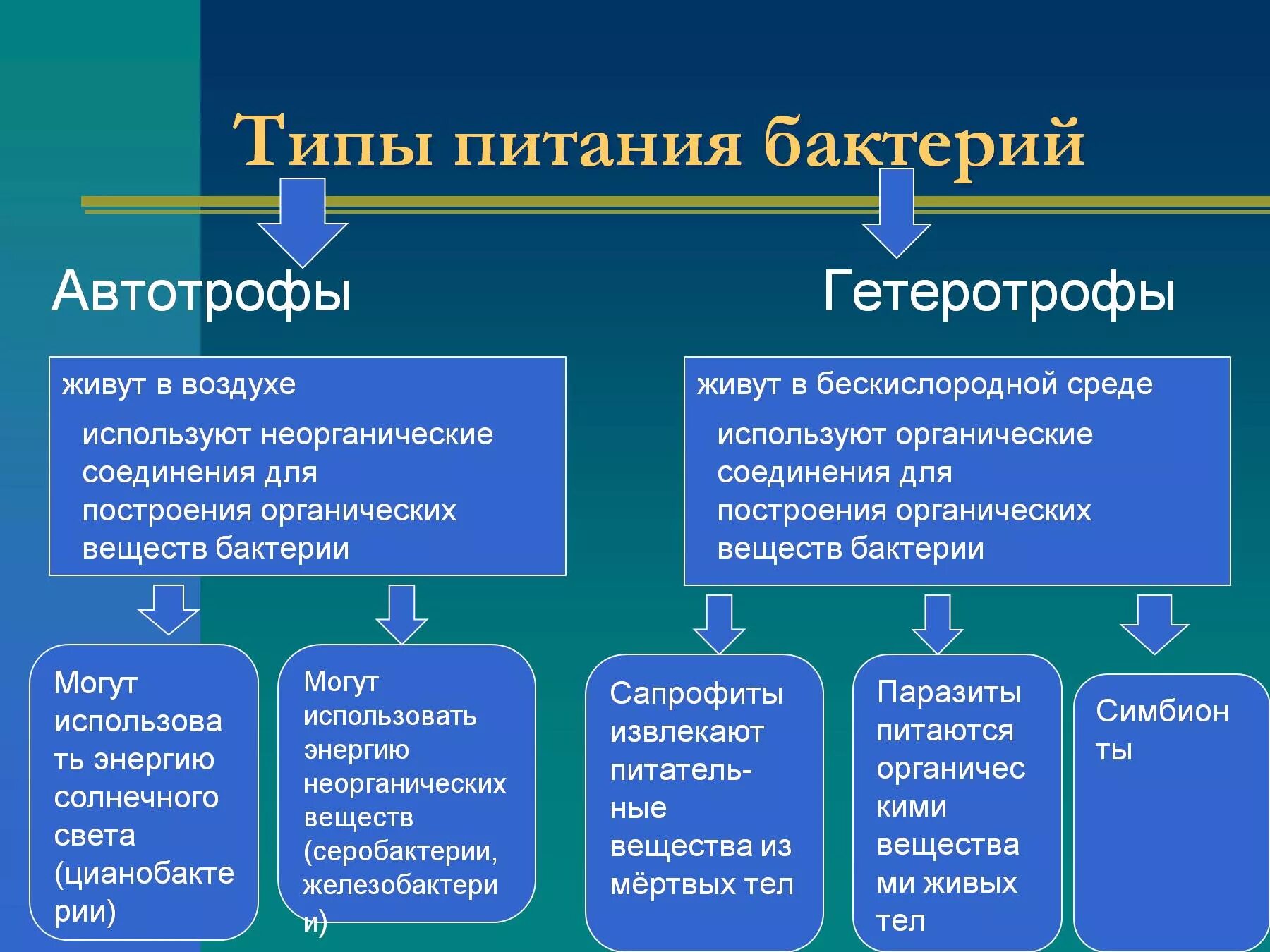 Какой Тип питания у бактерий. Бактерии по типу питания. По типу питания бактерии делятся на. Процесс питания бактерий. Какой тип питания имеет большинство