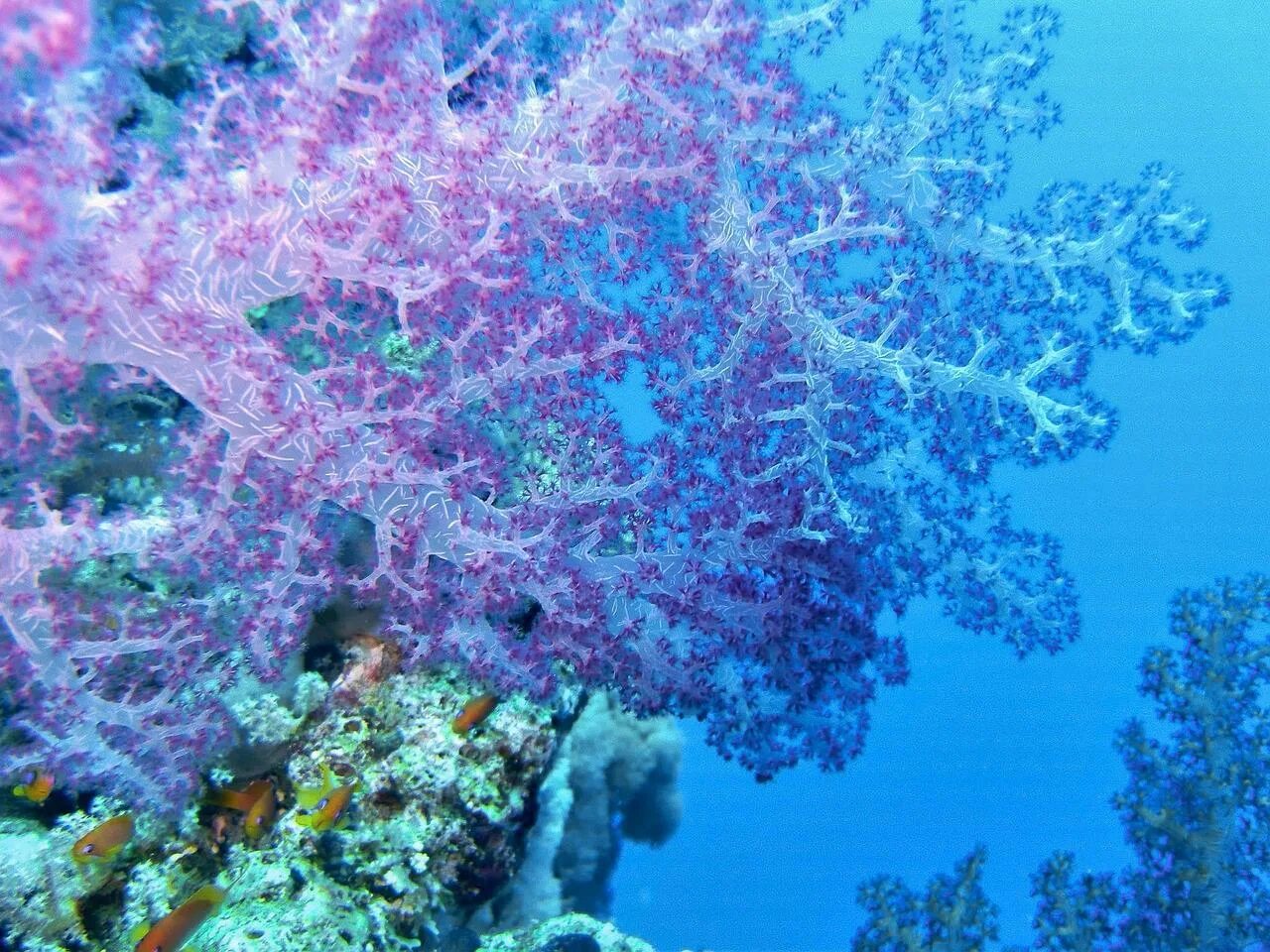Coral more. Коралловые рифы красного моря. Коралловые полипы голубой коралл. Красный коралл рифы. Кораллы в Тайланде.