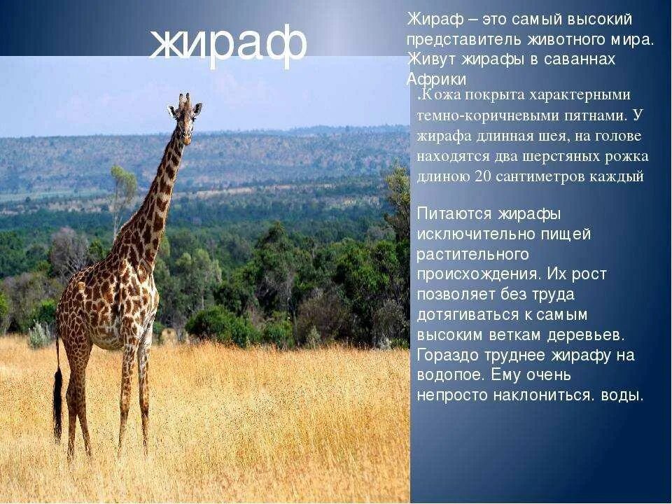 Интересные факты о жирафе. Жираф описание. Сообщение о жирафе. Описание животных.