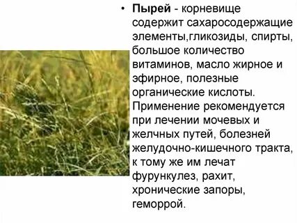 Пырей описание растения
