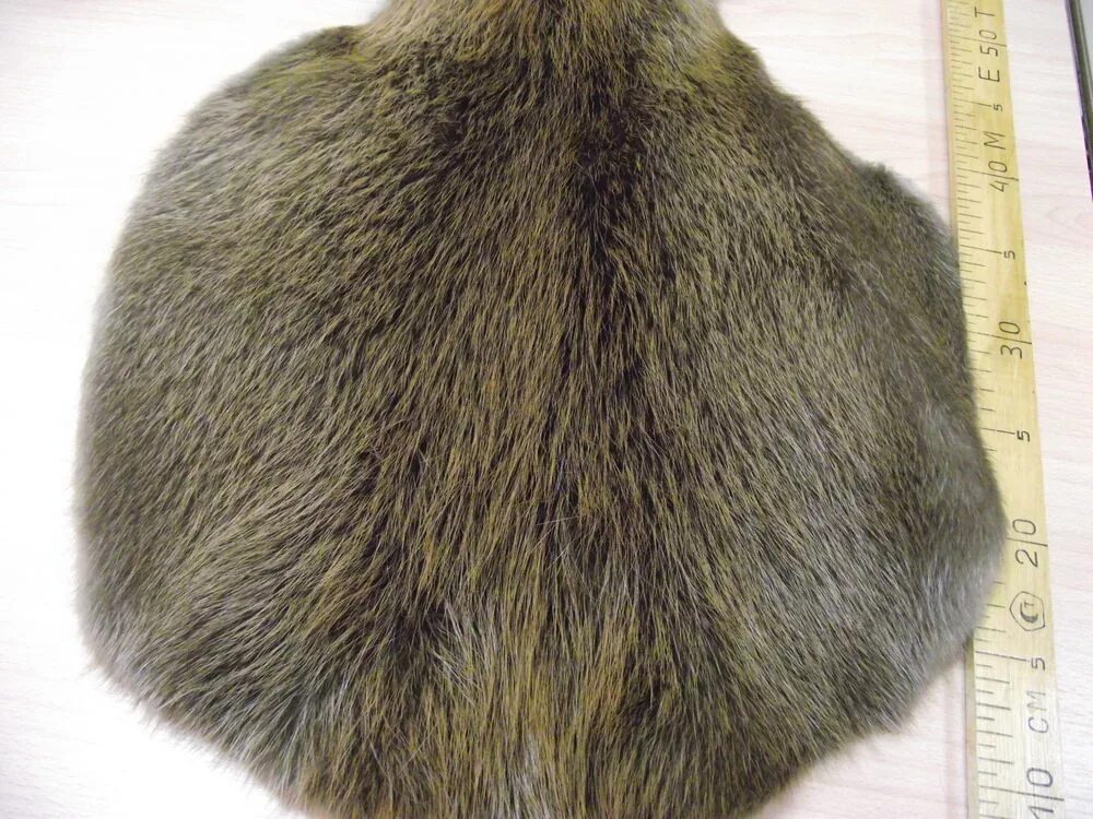 Мех бобра. Мех натуральный бобра. Шерсть бобра. Шерсть бобра. Бо меха.