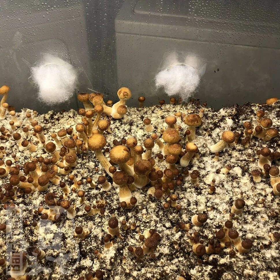 Golden teacher aquakey. Golden teacher aquakey. Псилоцибе кубенсис голден тичер. Golden teacher грибы. Psilocybe cubensis mexican.