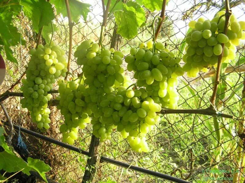 Купить Виноград "Лора (Флора)" с доставкой по Минску и Беларуси - БелАгро Маркет