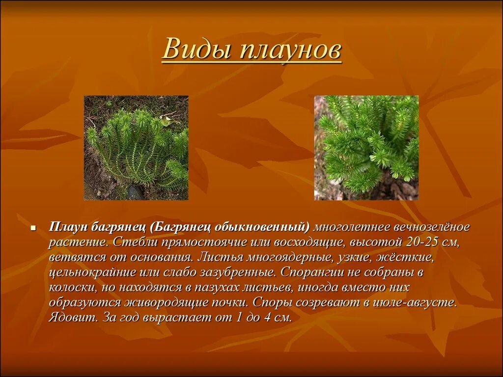 Плауны примеры. Плауны многообразие. виды плаунов. плауны представители. название растений у плаунов.