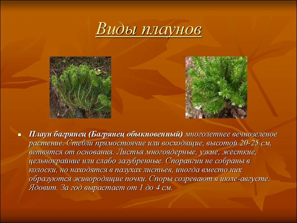 Каково значение плаунов в жизни человека впр. Плауны многообразие. Плауны представители. Плауны названия растений. Названия плаунов.