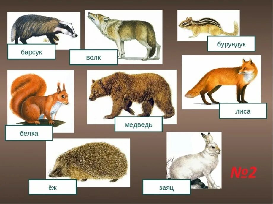 Заяц лиса медведь волк белка. Волк, медведи, лиса, белка. Лиса, волк, заяц, ёж, медведь, белка. Медведь лиса заяц. Лось белка рысь