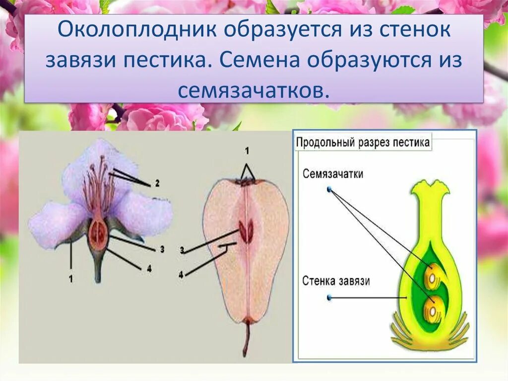 Какая часть плода развивается из стенок завязи. Завязь и околоплодник. Околоплодник у цветковых растений. Завязь биология околоплодник. Семязачатки внутри завязи пестика.