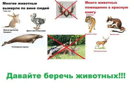 Мире животных статьи