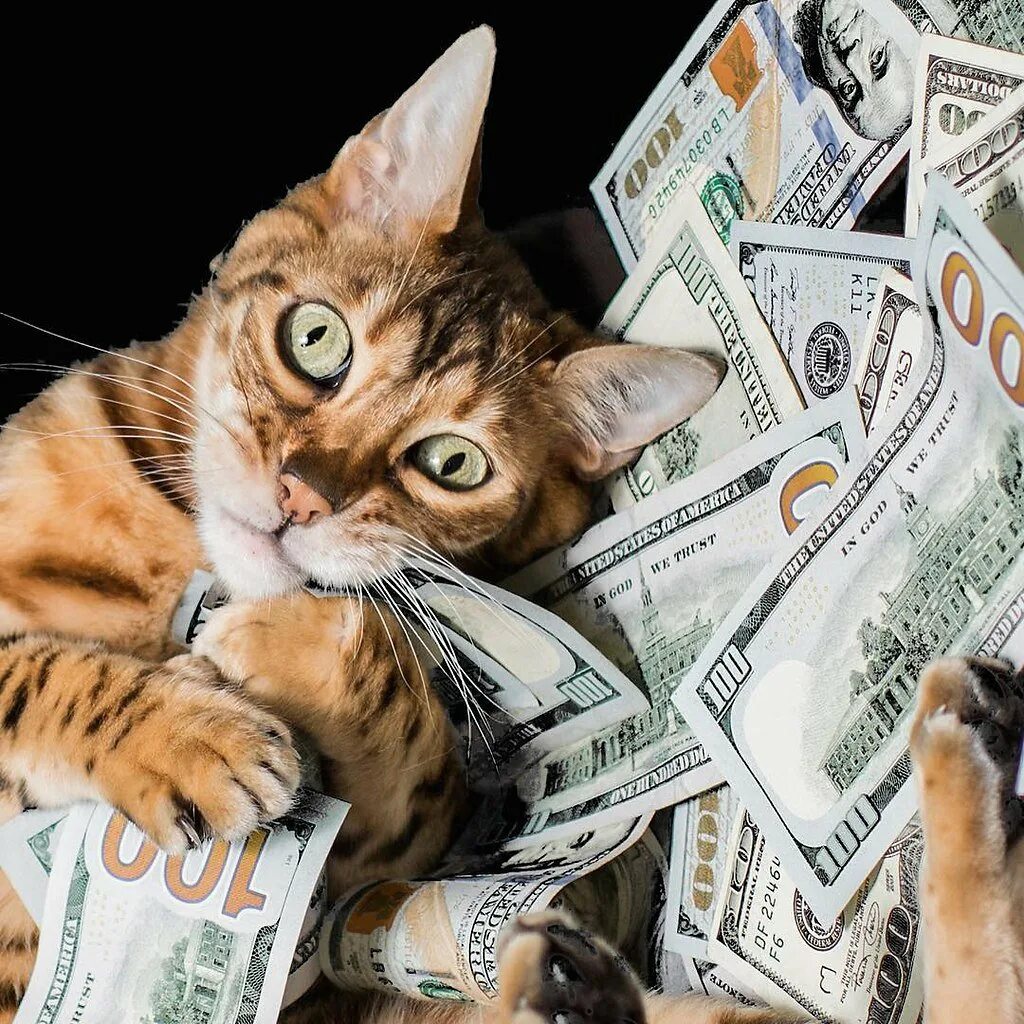 Забавные деньги. Мультяшки с деньгами. Кошка с деньгами. Деньги рисунок. Копилка для денег.