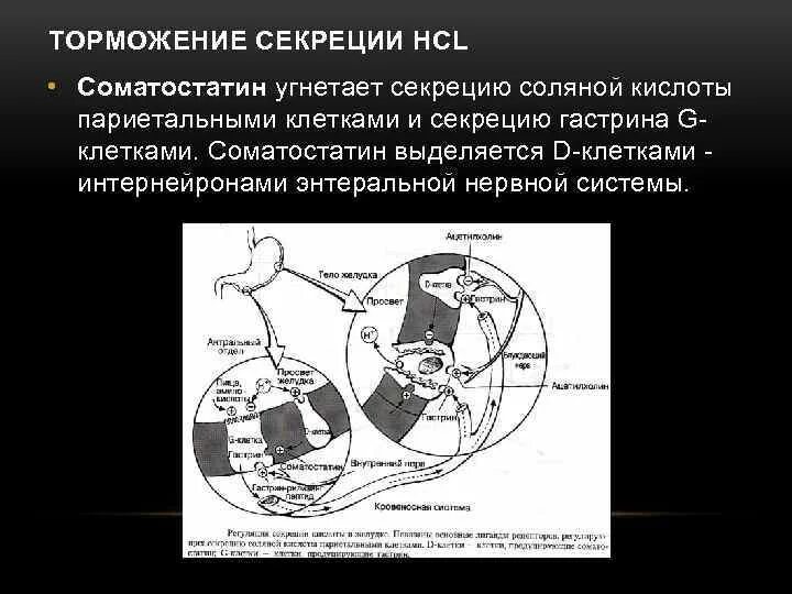 Угнетает секрецию