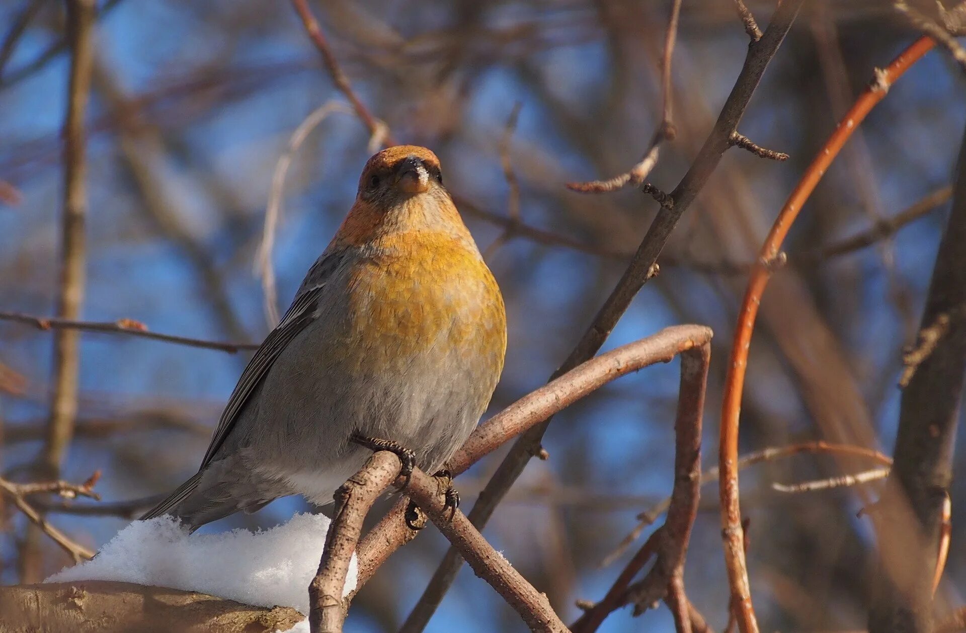 Птицы подмосковья - зяблик, дрозд. Сойка обыкновенная garrulus glandarius. Птицы среднего урала справочник-определитель. Какие птицы урала. Лесные птицы южного урала.