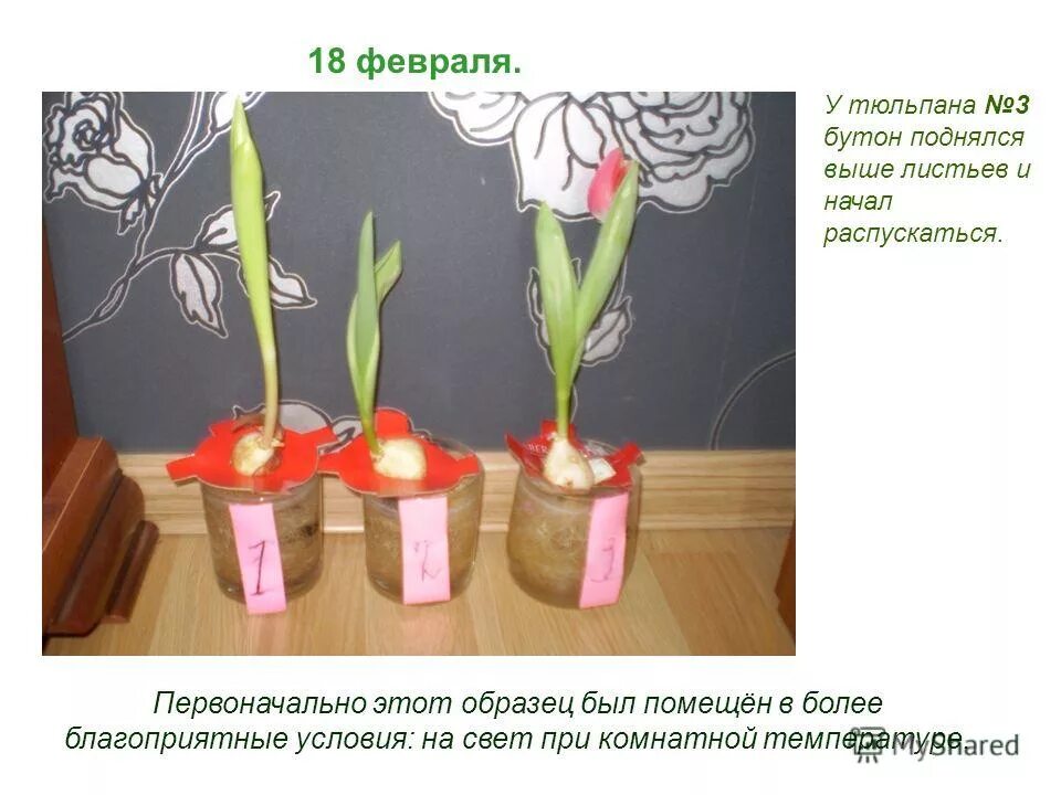Почему сохнут тюльпаны. Почему не раскрывается бутон у тюльпана. Сохнут бутоны у тюльпанов. У тюльпана загибаются листочки. Деформированный бутон у тюльпана.