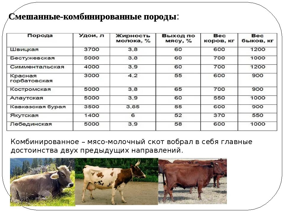 Можно ли считать крупный рогатый скот промежуточным. Характеристика молочных пород КРС. Таблица продуктивность Бычков мясных пород. Молочная продуктивность КРС таблица. Корова айрширской породы параметры.