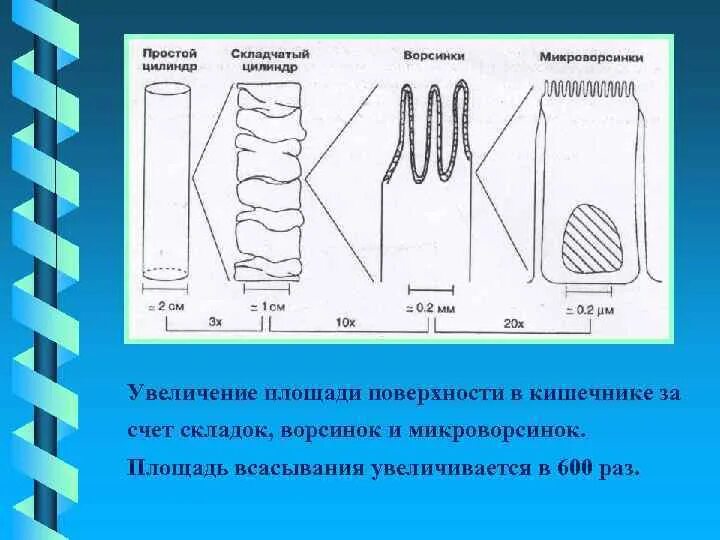 За счет чего происходит увеличение кишечника