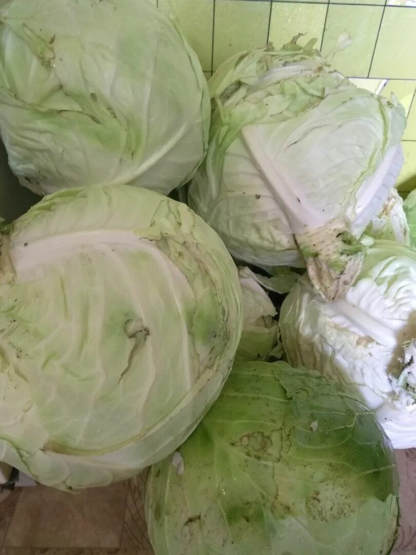 как выбрать капусту для засолки. сорта белокочанной капусты для засолки и квашения. капуста слава белокочанная засолочная. засолочные сорта капусты белокочанной. как выбрать капусту для засолки.