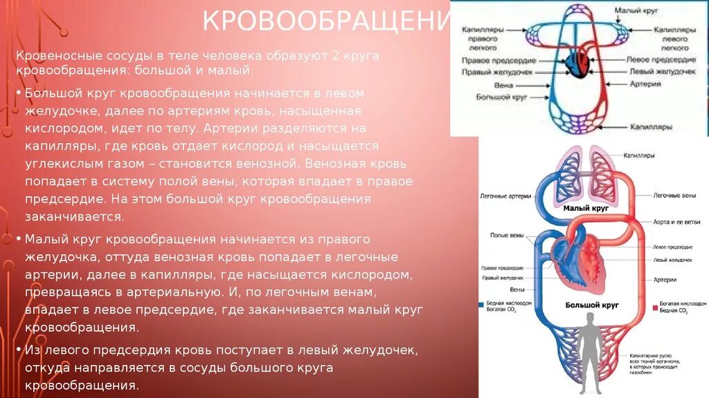 Кровеносная система 8 класс биология. Кровеносная система венозная и артериальная кровь. Строение сердца малый круг кровообращения. Большой круг кровообращения венозная кровь. Простейшие кровообращения