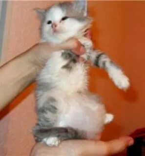 У котенка круглый живот