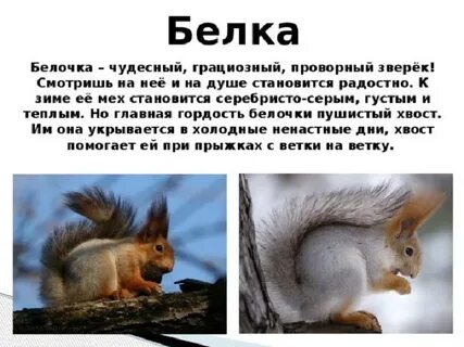 Белки впадают в спячку