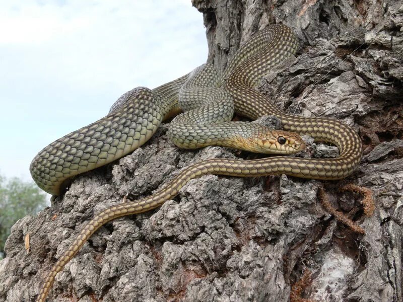 Желтобрюх в ростовской. Желтобрюхий полоз (Dolichophis caspius). Желтобрюхий Каспийский полоз. Полоз змея желтобрюхий. Полоз Степной желтобрюхий.