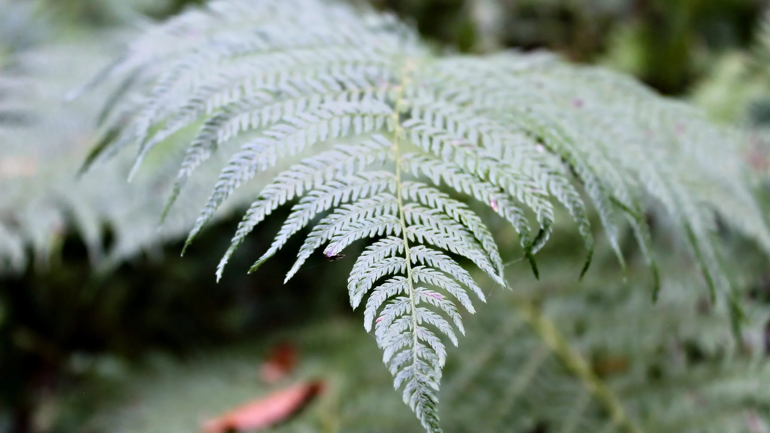 Папоротник в инее. Папоротник замороженный. Папоротник зимой. Зимующий папоротник. Папоротник зимой.