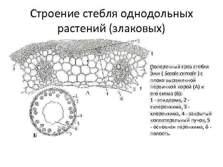 Анатомическое строение стебля травянистых растений. Строение стебля однодольных. Анатомическое строение стебля однодольных растений. Первичное строение стебля однодольных растений. Срез стебля однодольного растения.