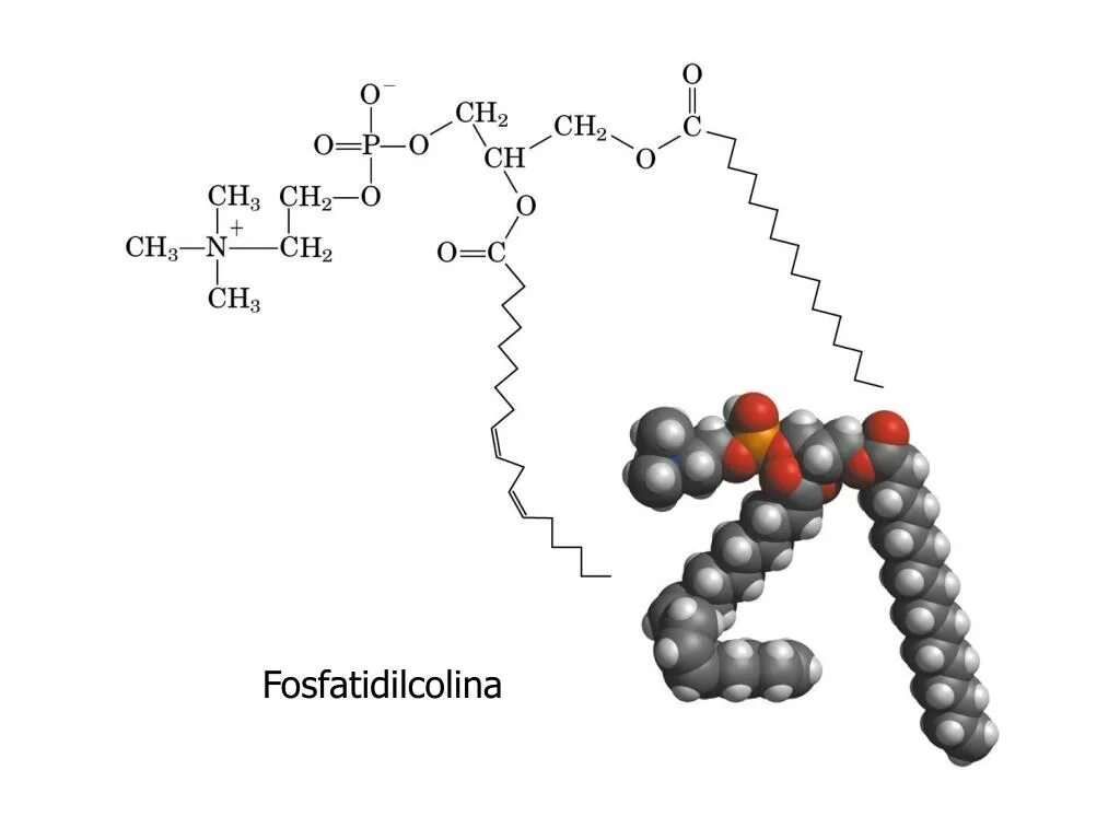 Фосфатидилхолин структурная формула. Фосфатидилхолин формула. Фосфатидилхолин формула биохимия. Фосфотидил Холин формула. Фосфатидилхолин это