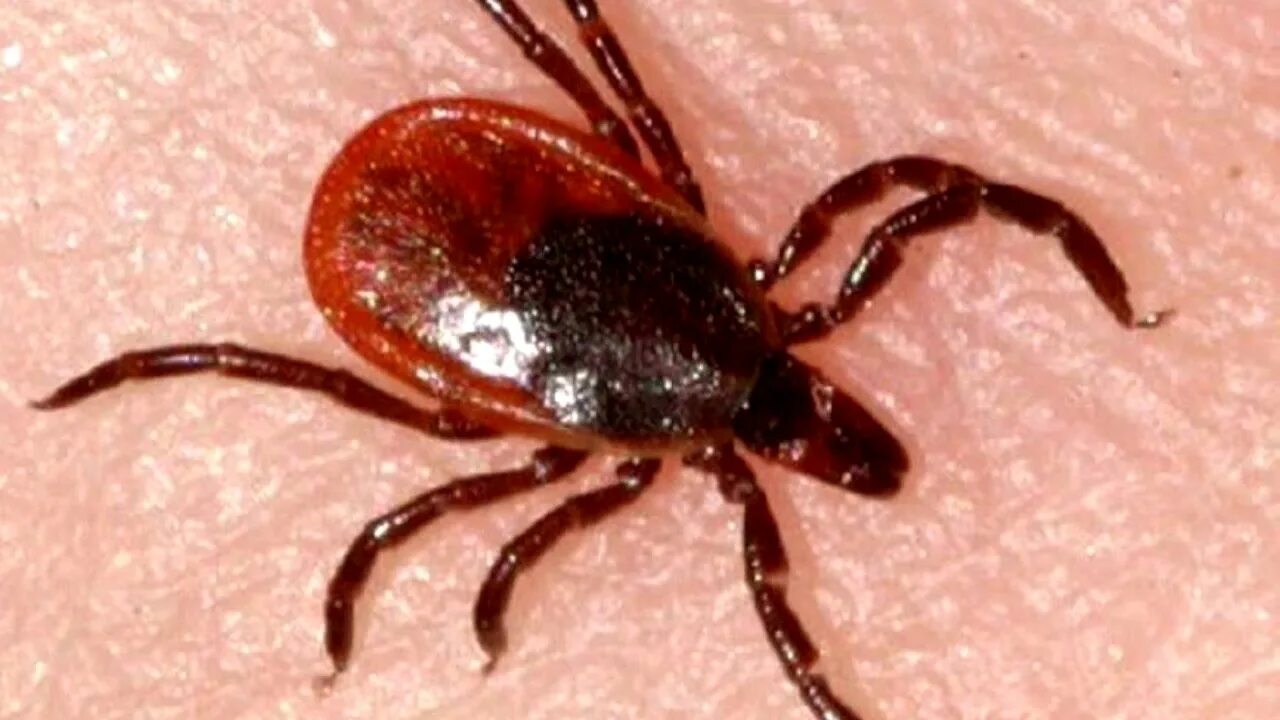 Как выглядит коричневый клещ As warm weather emerges in Upstate NY, so do hungry ticks