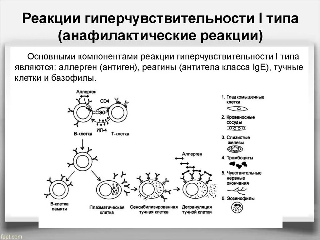 First reaction. Аллергическая реакция первого типа патогенез. Реакция гиперчувствительности 1 типа. Первый механизм развития реакции гиперчувствительности. 1 Тип реакции гиперчувствительности немедленного типа.