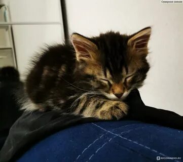 Котенок взять домой