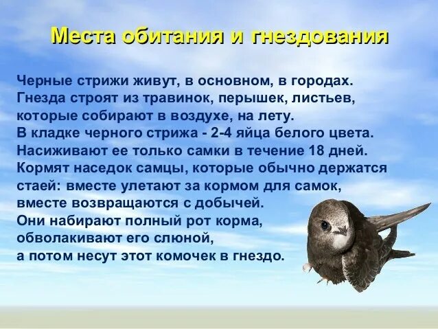 Информация о стрижах для 4. Сообщение о Стрижах. Интересные факты о Стрижах. Доклад о Стрижах. Факты о птице Стриж.