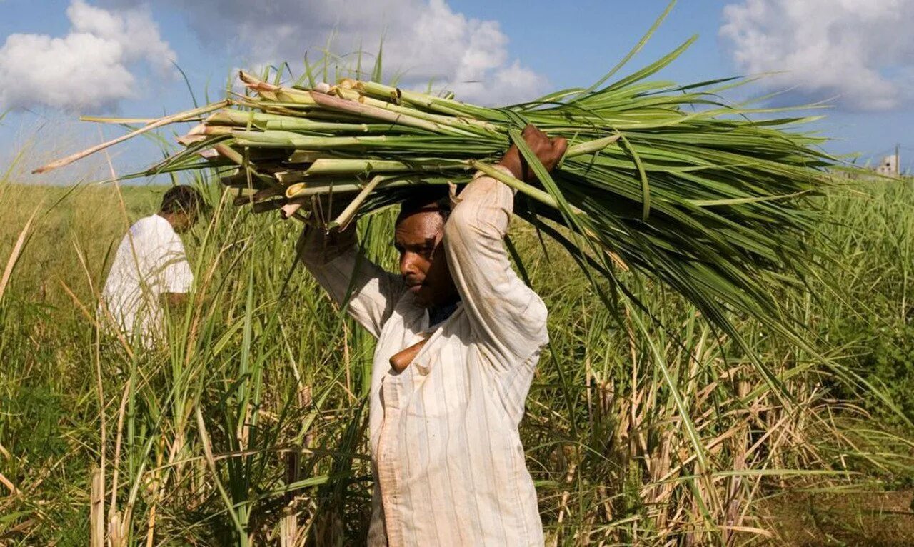 Куба сахарный тростник плантации. Плантации сахарного тростника в бразилии. Ссср плантация сахарного тростника. Сахарный тростник в бразилии. Крупнейшие производители сахара в россии.