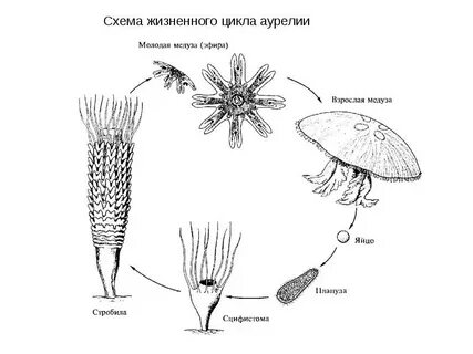 Стадии жизненного цикла медузы