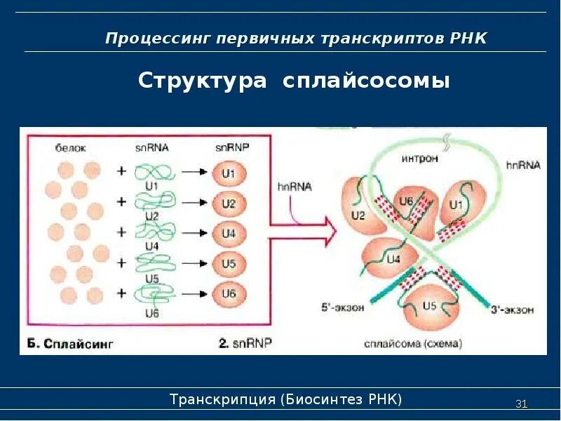 Процессинг первичного транскрипта. Строение первичного рнк транскрипта. процессинг первичных транскриптов рнк.. схема процессинга рнк. процессинг транскрипция.