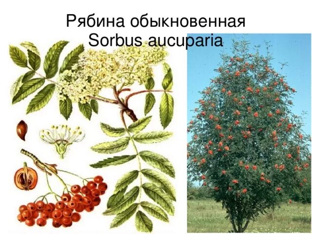 Ботаническое название рябины
