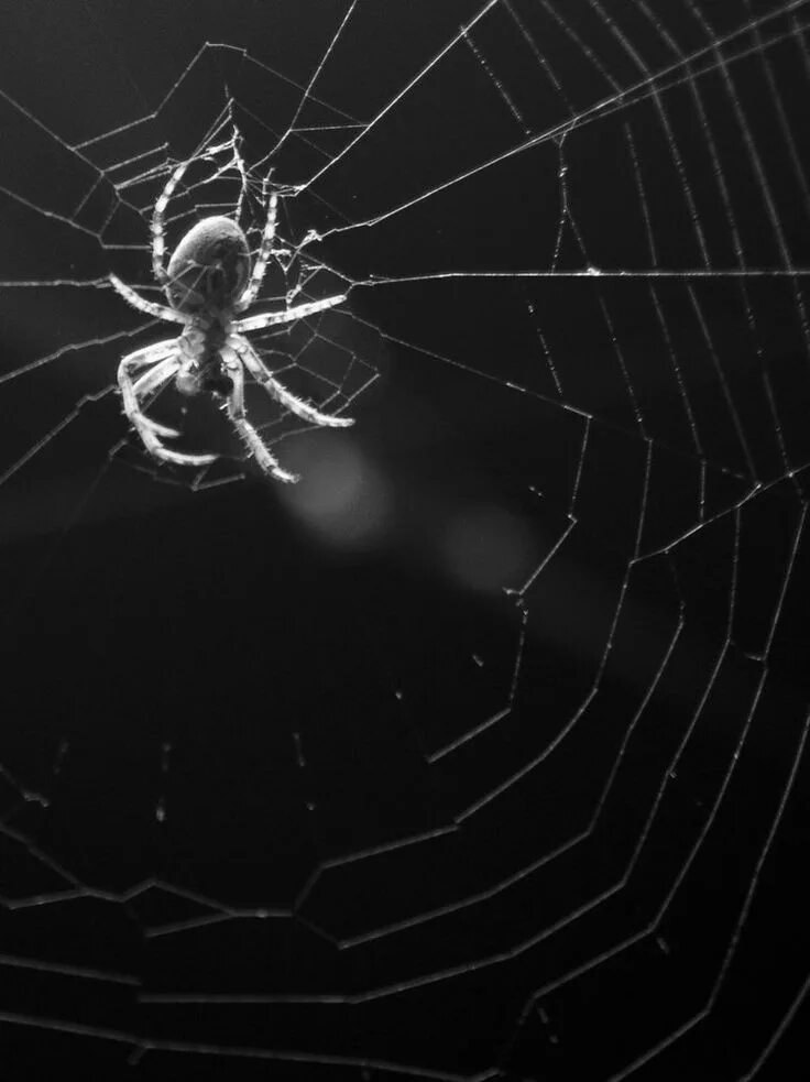 У какого паука черная паутина. Пауки Эстетика. Паук на паутине. Паутина черная с пауками. Белый паук.